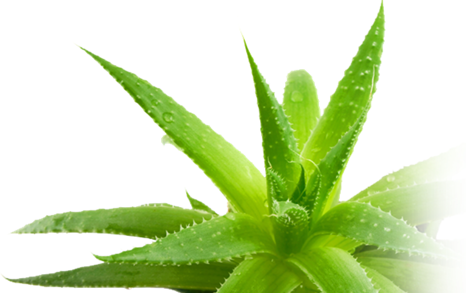 Résultat de recherche d'images pour "aloe png"